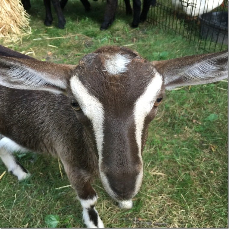 Freckles, Goats and Ducks!