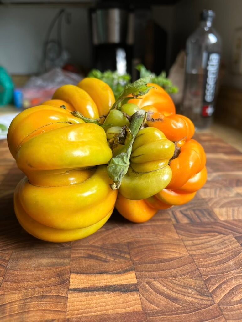 this is an heirloom tomato called an accordian tomato